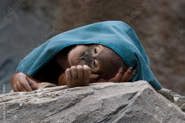 Obraz Orang Utan Baby