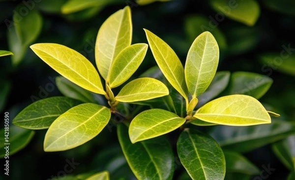 Obraz Close-up vibrant leaves