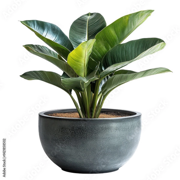 Obraz Planter pot isolated on transparent background.