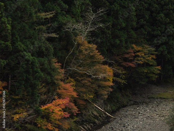 Fototapeta 渓谷の傍の紅葉