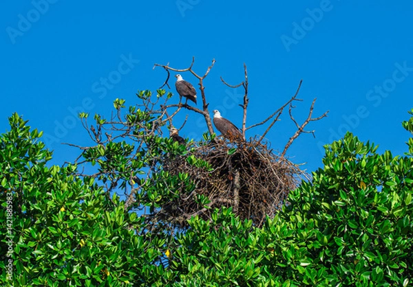 Obraz stork in the nest