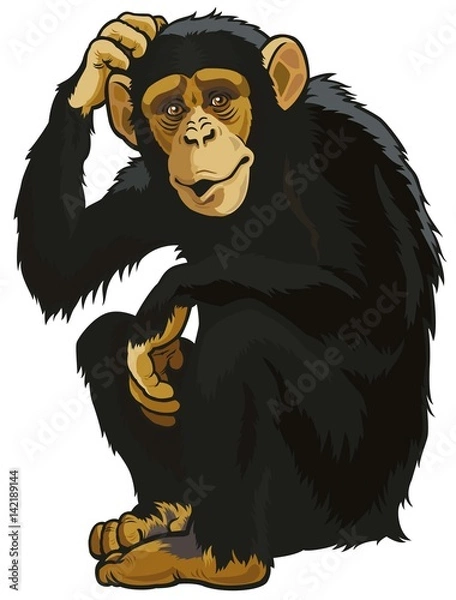 Obraz The big macaque sits and thinks