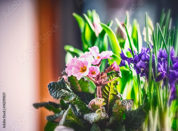 Fototapeta Spring flower bed with primula and Crocuses , front view