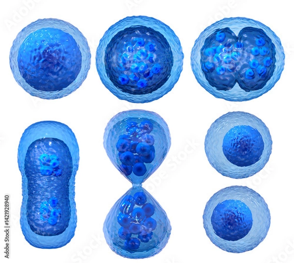 Fototapeta Medical concept background, Cell division, mitosis the process of forming two or more daughter cells from a mother cell, isolated, 3D rendering
