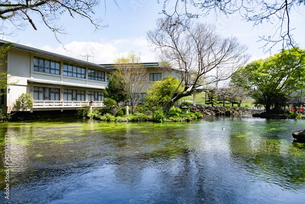 Fototapeta 静岡県富士宮市　春の富士山本宮浅間大社