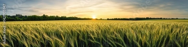 Fototapeta A scenic barley field bathed in early morning sunlight, with a crisp, expansive sky offering a clean canvas for text placement.
