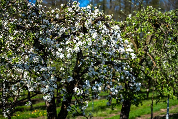 Fototapeta Flowering trees in an orchard. Apple fruit tree, Malus domestica