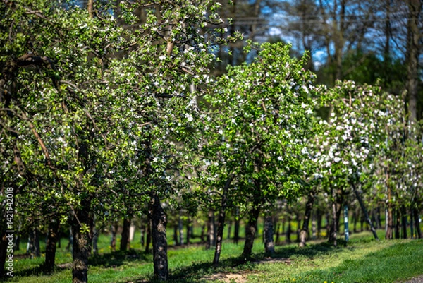 Fototapeta Flowering trees in an orchard. Apple fruit tree, Malus domestica