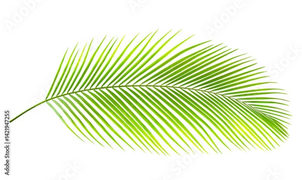 Fototapeta Green leaf of palm tree isolated on white background. Tropical nature green palm leaf with clipping path. High quality clarity. (Dypsis lutescens) or Golden cane palm, Areca palm leaves.