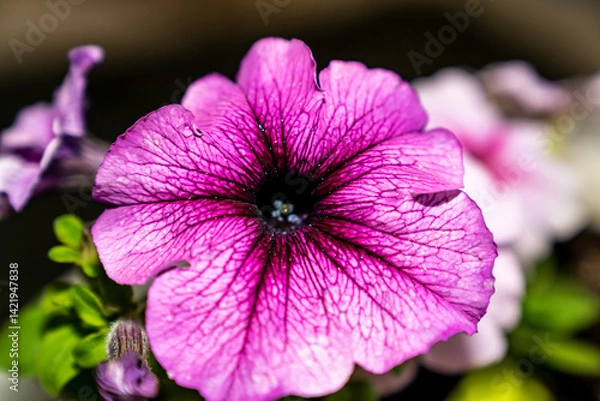 Fototapeta Close-up of purple petunia flower with visible veins and water droplets. Macro shot floral photography. Flowering plant and spring gardening concept. Springtime holidays. 