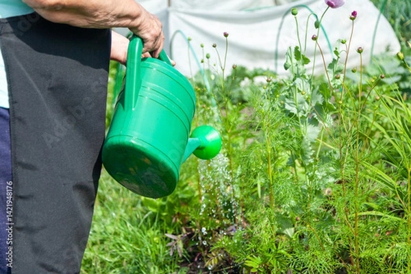 Obraz Watering Green Plants with a Watering Can on a Garden Plot
