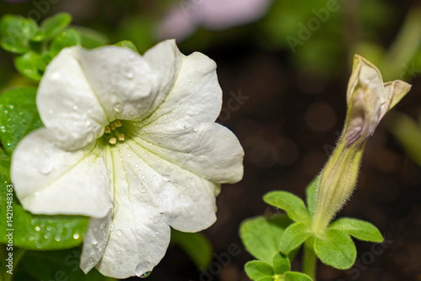 Fototapeta White petunia flower with water droplets and flower bud growing in garden soil. Studio nature photography. Spring gardening and blooming season concept. Design for postcard, greeting, banner, wallpape