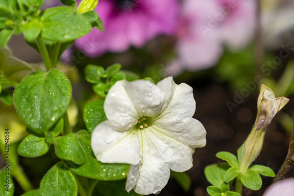 Fototapeta White petunia flower with water droplets and flower bud growing in garden soil. Studio nature photography. Spring gardening and blooming season concept. Design for postcard, greeting, banner, wallpape