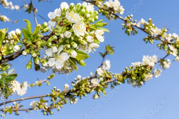 Fototapeta Branches of blooming cherry tree with white flowers and green leaves against blue sky. Close-up spring nature photography. Cherry blossom and seasonal gardening concept. Springtime holidays. Design fo