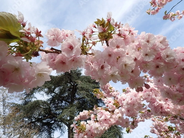 Obraz Pink spring blossom 