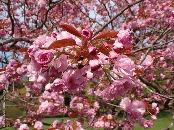 Obraz Pink spring blossom 