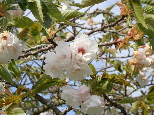 Obraz Pink spring blossom 