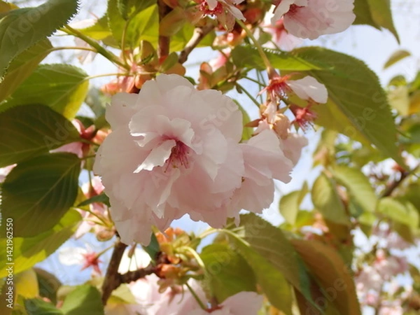 Obraz Pink spring blossom 