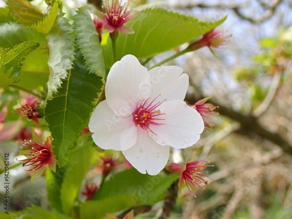 Obraz Pink spring blossom 