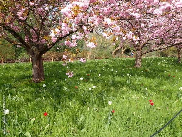 Obraz Pink spring blossom 