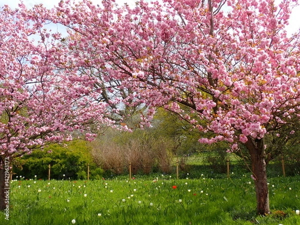 Obraz Pink spring blossom 