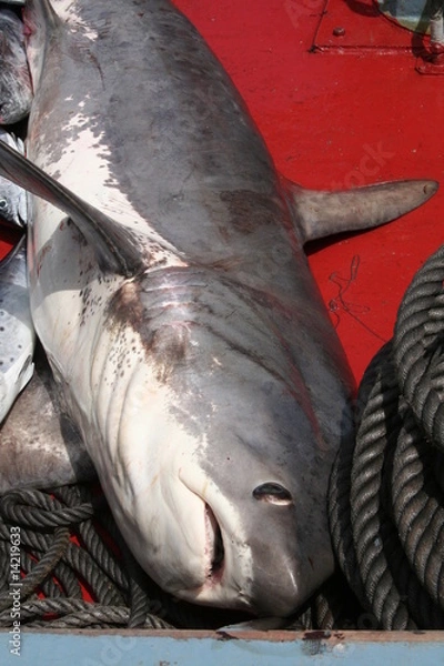 Obraz Tiburón zorro