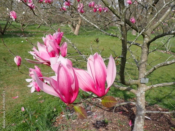 Obraz Pink magnolia flowers in the spring 