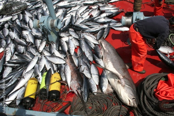 Obraz Pesca de túnidos