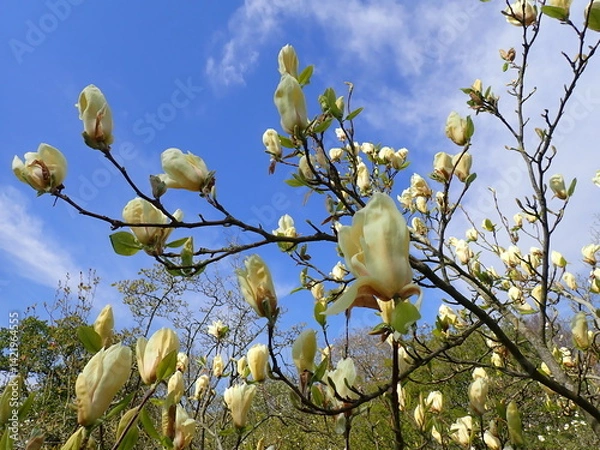 Obraz Citrus yellow magnolia flowers