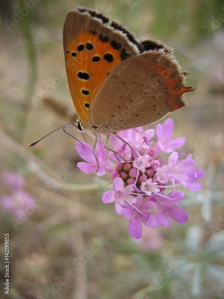 Obraz Butterfly on the wildflower
