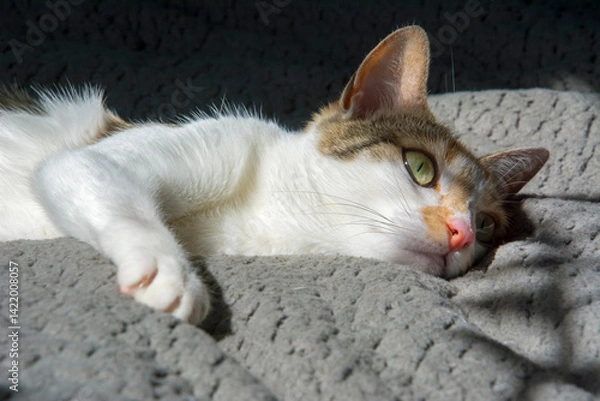 Obraz A domestic cat is lying down on a bed