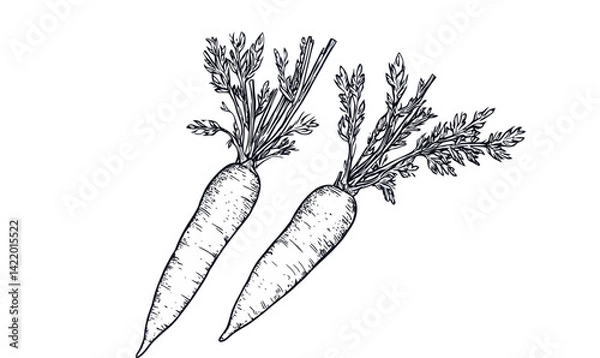 Fototapeta Detailed Hand Drawn Carrot with Tops Vector Illustration for Minimalist Design and Food Resources