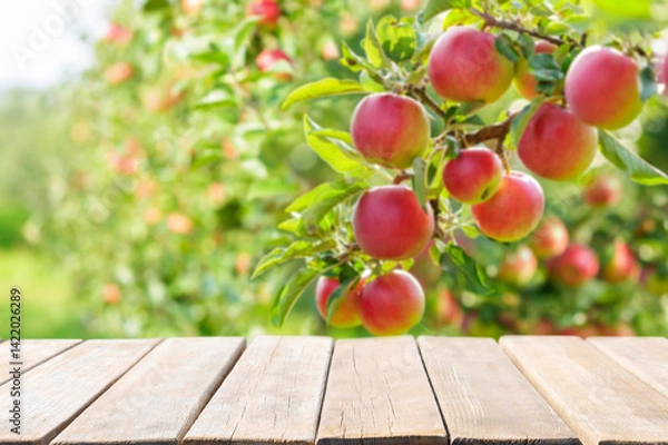Obraz Empty old wooden table and ripe apples on a tree in orchard garden