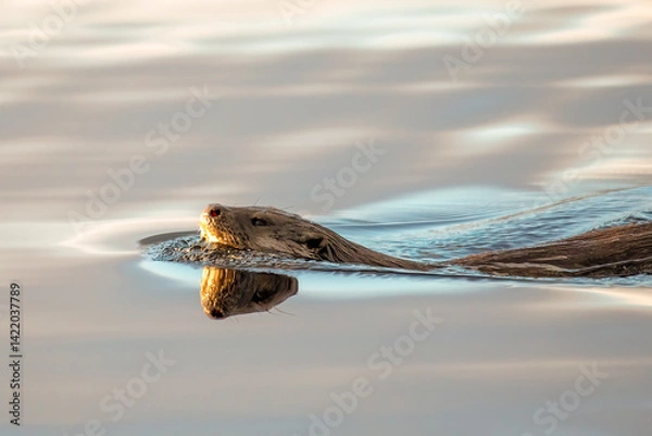 Obraz Eurasian Otter (Lutra lutra)