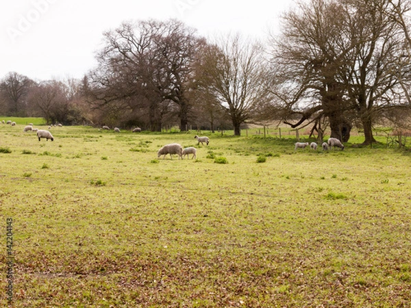 Fototapeta Sheep Grazing in a Field in Spring