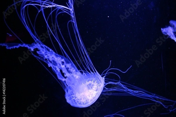 Obraz Blue Fluorescent Jelly Fish on Black Background