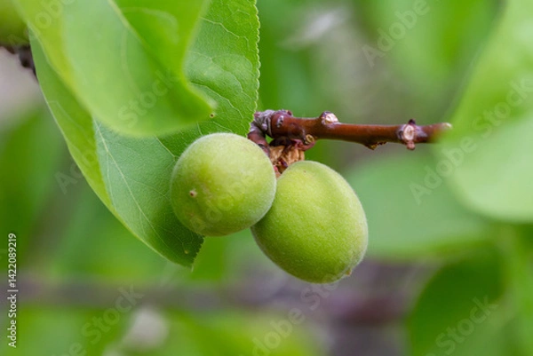 Fototapeta Two apricots still green on the tree where they will ripen