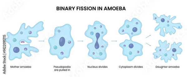 Fototapeta Vector illustration of an amoeba proceeding through binary fission, demonstrating cell division in biology. Perfect for educational and scientific reference.
