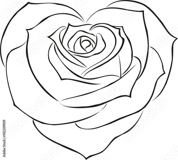 Fototapeta rose, flower, floral
