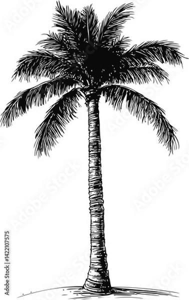Fototapeta Illustration of a tall palm tree in black and white line art. Vector illustration
