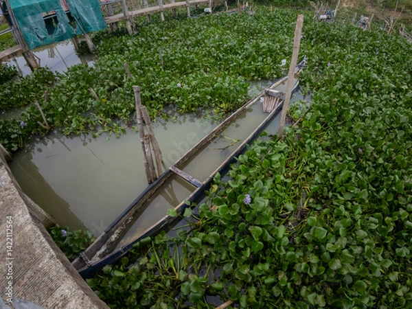 Fototapeta Boat Surrounded by Water Hyacinth in Tranquil Waterway