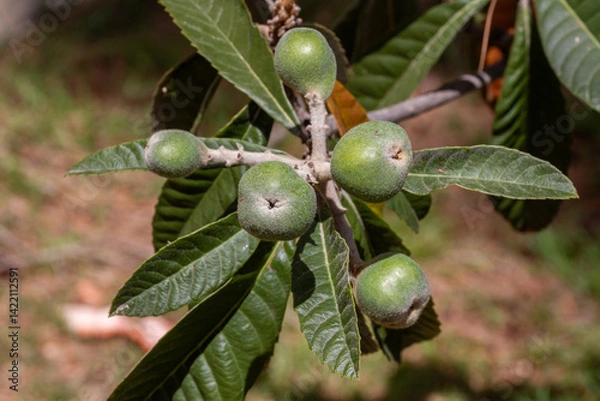 Fototapeta Medlars still green on the tree where they will ripen