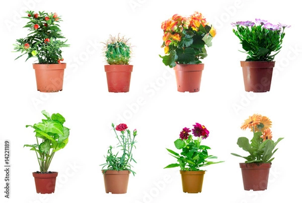 Obraz Potted Plants