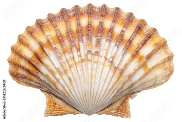 Fototapeta A sun-kissed scallop shell, a treasure from the ocean's embrace, showcasing intricate fan-like ridges and warm, sandy hues against a pure white backdrop.