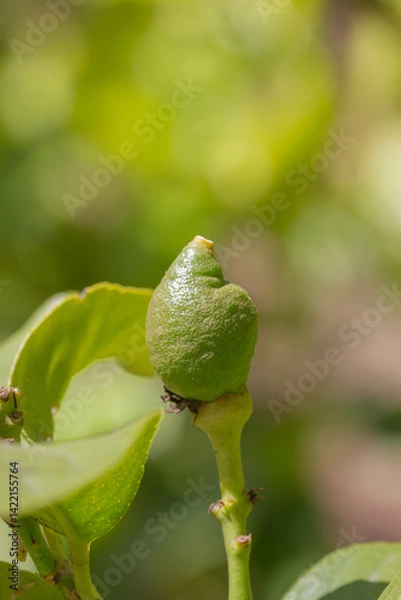 Fototapeta A green lemon ripening on a lemon tree. Two weeks after pollination, the flower is 5 millimeters in size.