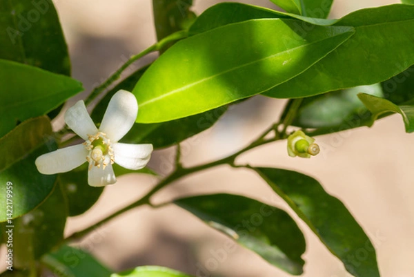 Fototapeta Pollinated lemon flower with lemon barely formed after pollination