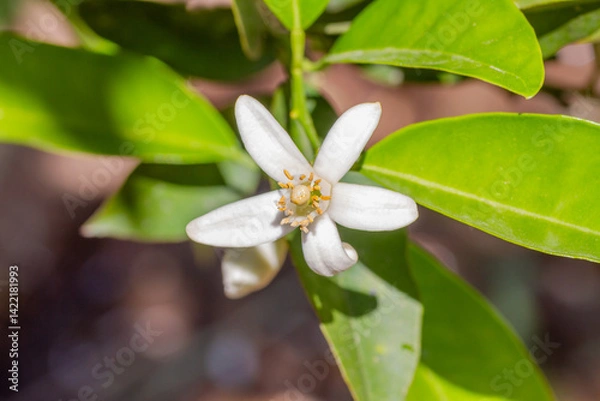 Fototapeta Pollinated lemon flower with lemon barely formed after pollination