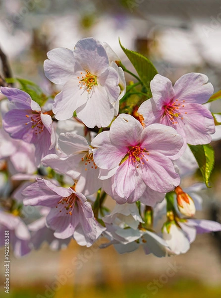 Obraz View of the beautiful cherry blossoms with the traditional Japanese house in the background in spring in Japan.