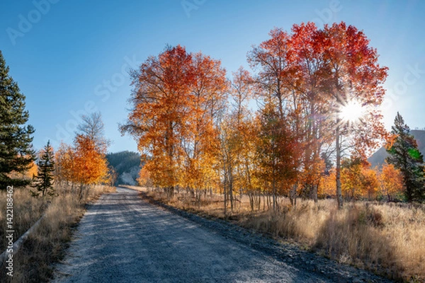 Obraz Country road leads through Aspens in fall