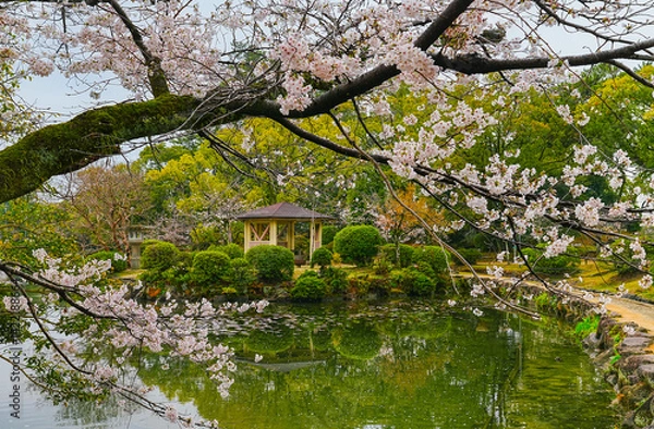 Obraz View of the beautiful cherry blossoms at a Japanese park on a rainy day in spring in Japan.